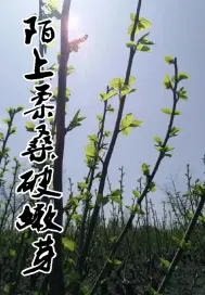 陌上柔桑破嫩芽